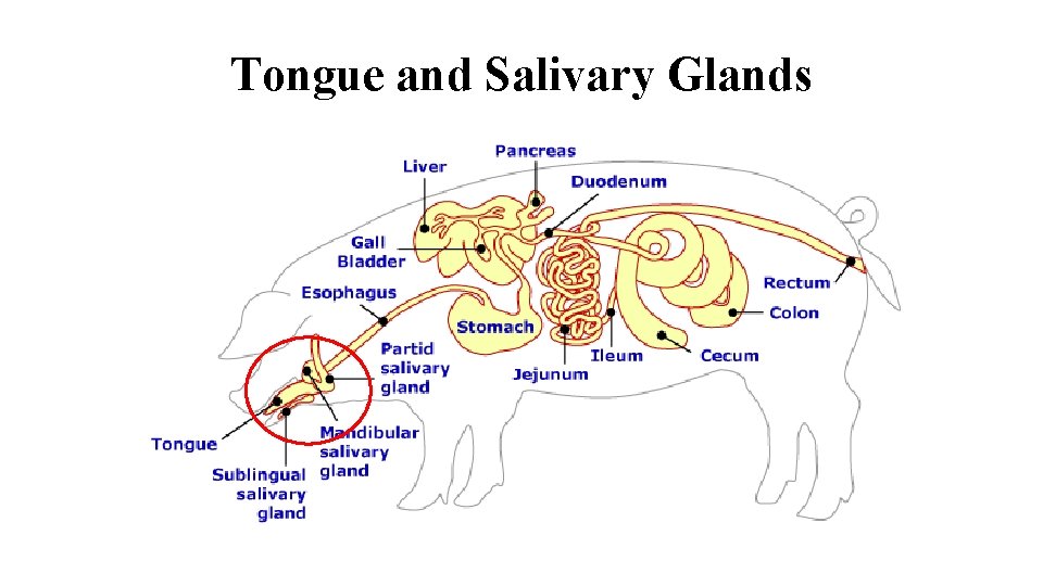 Tongue and Salivary Glands 