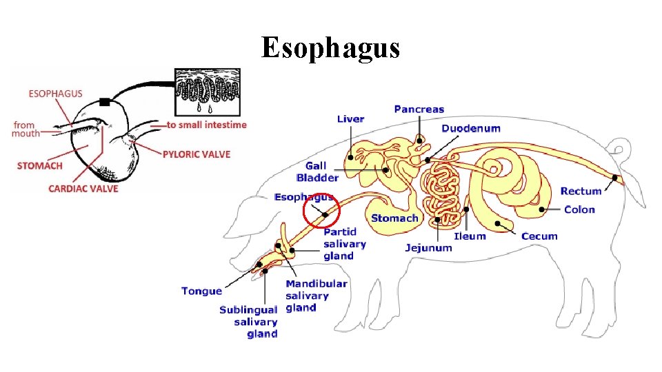 Esophagus 