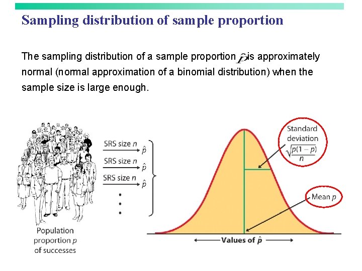 Sampling distribution of sample proportion The sampling distribution of a sample proportion is approximately