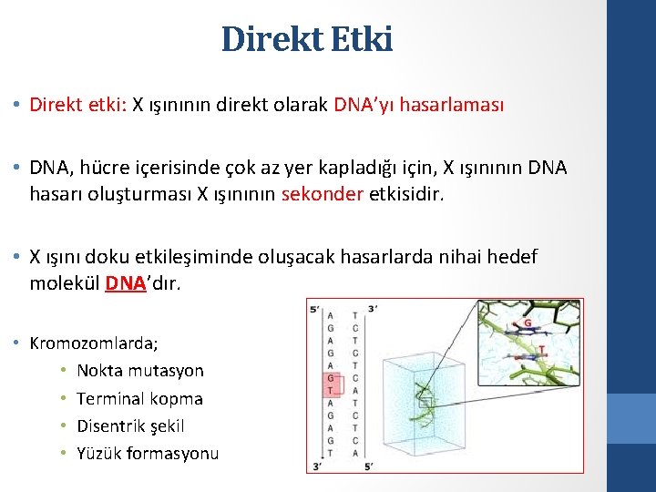 Direkt Etki • Direkt etki: X ışınının direkt olarak DNA’yı hasarlaması • DNA, hücre