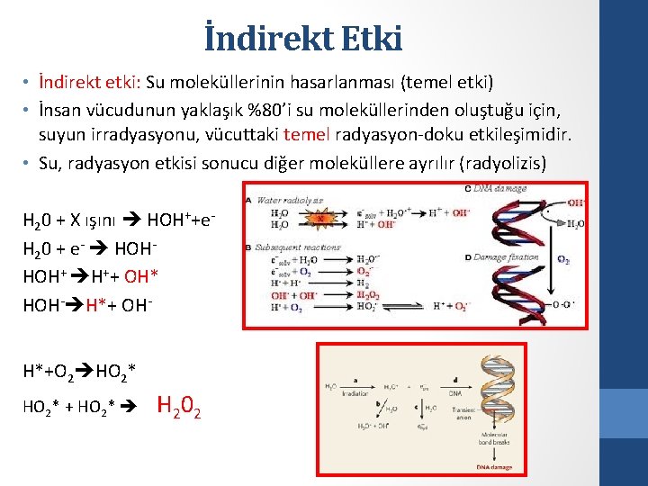 İndirekt Etki • İndirekt etki: Su moleküllerinin hasarlanması (temel etki) • İnsan vücudunun yaklaşık