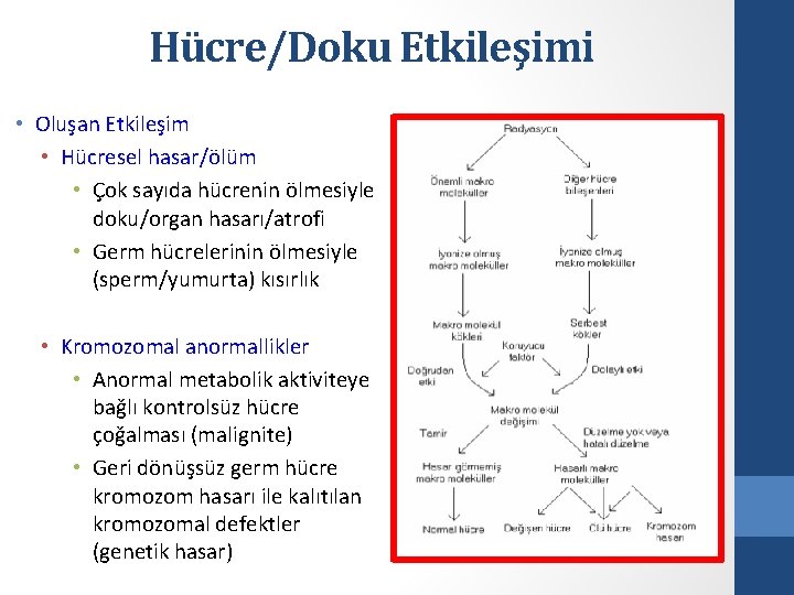 Hücre/Doku Etkileşimi • Oluşan Etkileşim • Hücresel hasar/ölüm • Çok sayıda hücrenin ölmesiyle doku/organ