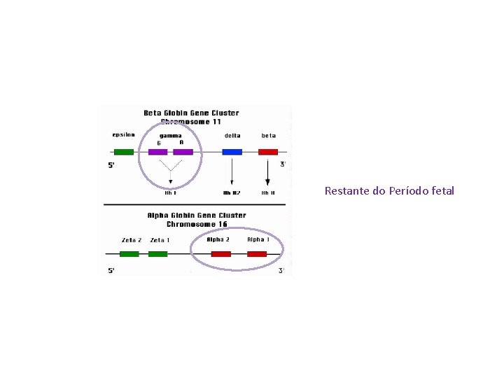 Restante do Período fetal 