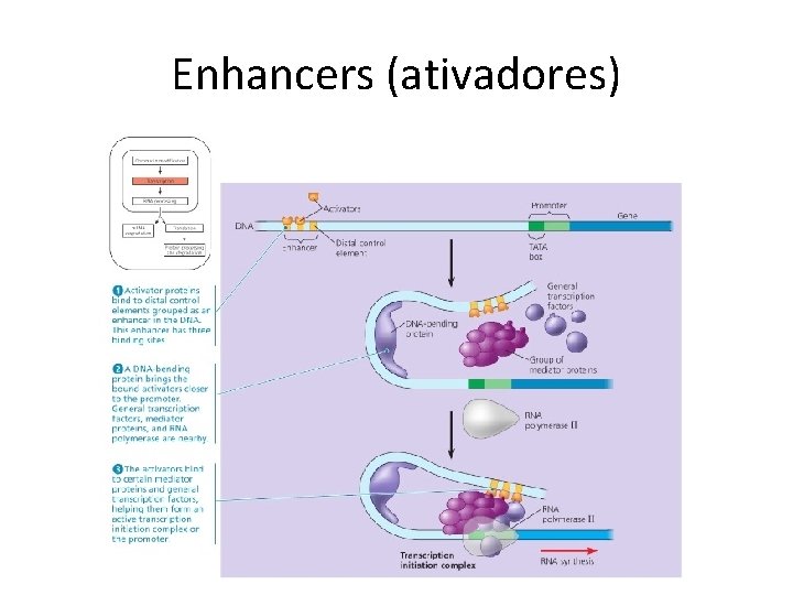 Enhancers (ativadores) 