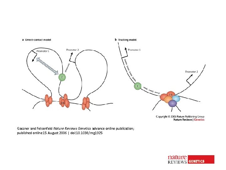 Gaszner and Felsenfeld Nature Reviews Genetics advance online publication; published online 15 August 2006