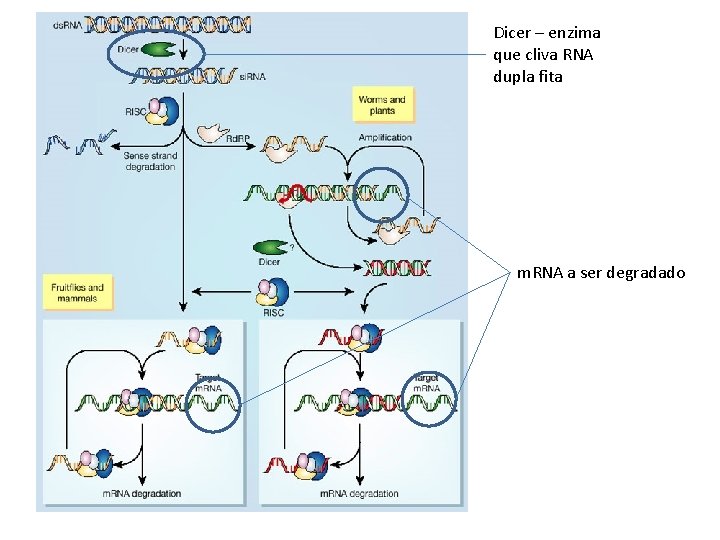 Dicer – enzima que cliva RNA dupla fita m. RNA a ser degradado 