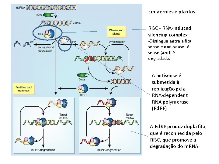 Em Vermes e plantas RISC - RNA-induced silencing complex -Distingue entre a fita sense