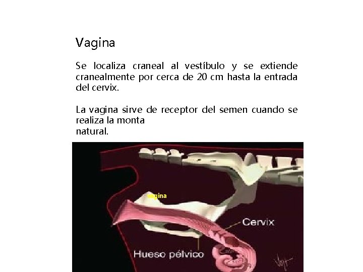 Vagina Se localiza craneal al vestíbulo y se extiende cranealmente por cerca de 20