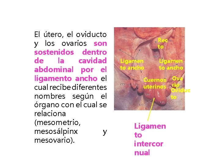 El útero, el oviducto y los ovarios son sostenidos dentro de la cavidad abdominal