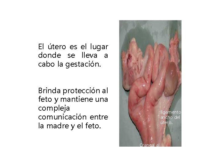 El útero es el lugar donde se lleva a cabo la gestación. Brinda protección
