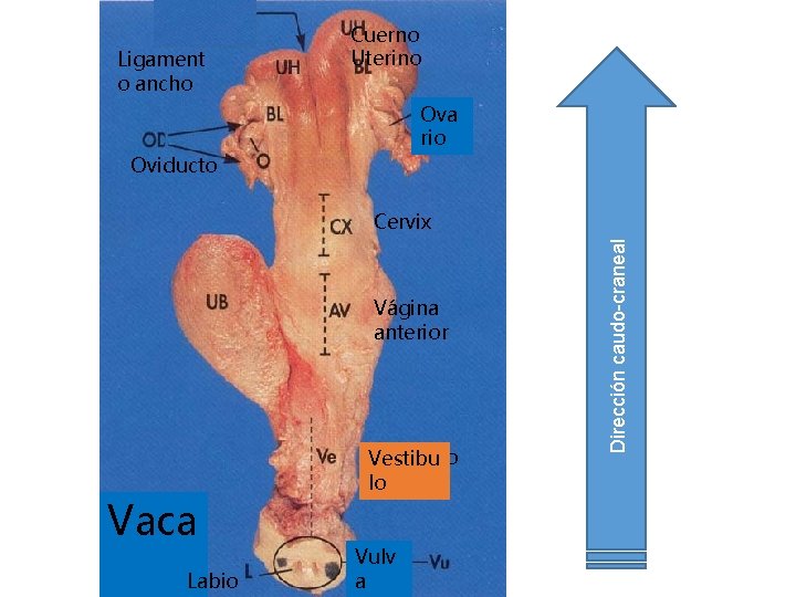 Ligament o ancho Cuerno Uterino Ova rio Oviducto Vágina anterior Vaca Labio Vestíbulo Vestibu