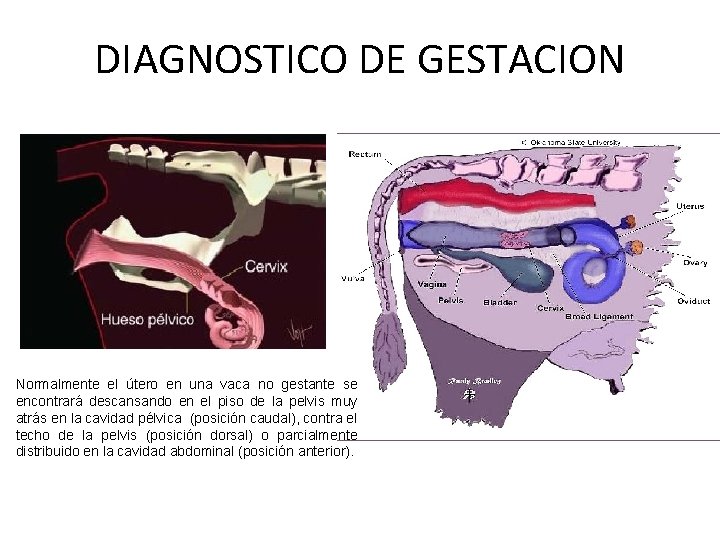 DIAGNOSTICO DE GESTACION Normalmente el útero en una vaca no gestante se encontrará descansando