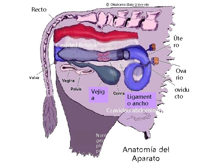 Recto Úte ro Cavidad Pelvica Ova rio Vejig a Ligament o ancho Ccavidad abdominal