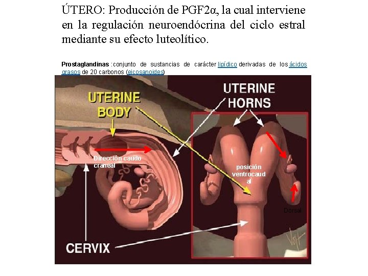 ÚTERO: Producción de PGF 2α, la cual interviene en la regulación neuroendócrina del ciclo