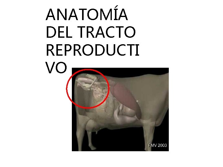 ANATOMÍA DEL TRACTO REPRODUCTI VO 