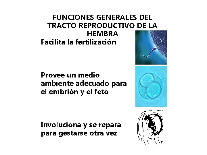 FUNCIONES GENERALES DEL TRACTO REPRODUCTIVO DE LA HEMBRA Facilita la fertilización Provee un medio