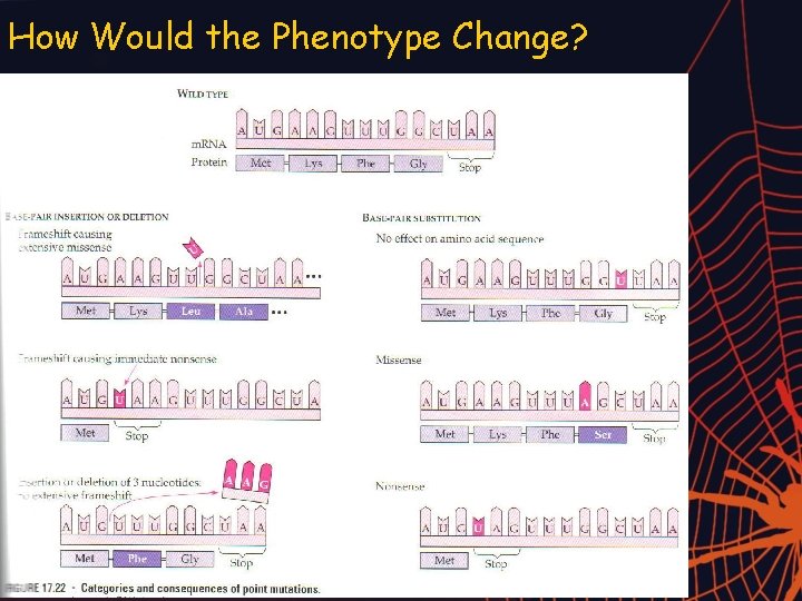 How Would the Phenotype Change? 