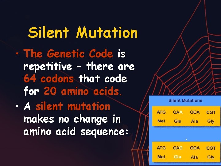 Silent Mutation • The Genetic Code is repetitive – there are 64 codons that