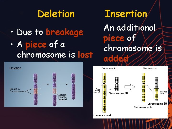 Deletion • Due to breakage • A piece of a chromosome is lost Insertion