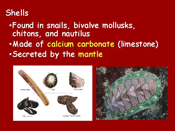Shells • Found in snails, bivalve mollusks, chitons, and nautilus • Made of calcium Shells • Found in snails, bivalve mollusks, chitons, and nautilus • Made of calcium