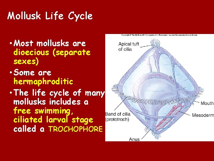 Mollusk Life Cycle • Most mollusks are dioecious (separate sexes) • Some are hermaphroditic Mollusk Life Cycle • Most mollusks are dioecious (separate sexes) • Some are hermaphroditic