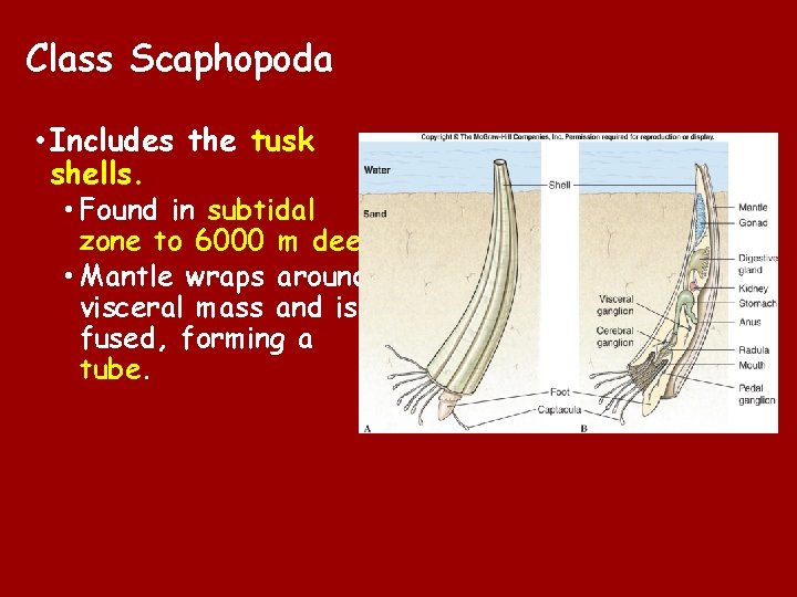 Class Scaphopoda • Includes the tusk shells. • Found in subtidal zone to 6000 Class Scaphopoda • Includes the tusk shells. • Found in subtidal zone to 6000