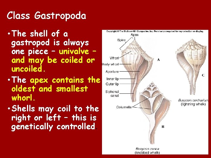 Class Gastropoda • The shell of a gastropod is always one piece – univalve Class Gastropoda • The shell of a gastropod is always one piece – univalve