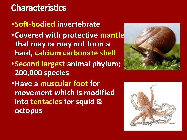 Characteristics • Soft-bodied invertebrate • Covered with protective mantle that may or may not Characteristics • Soft-bodied invertebrate • Covered with protective mantle that may or may not