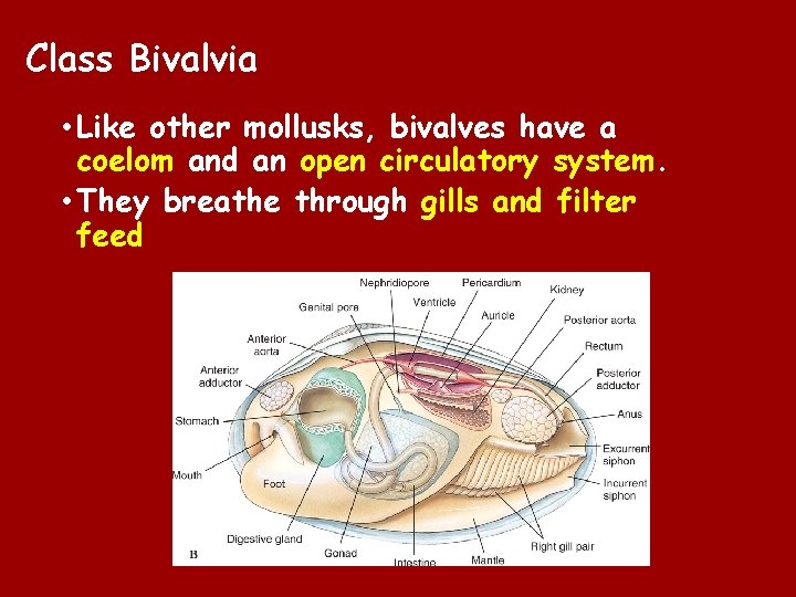 Mollusks Phylum Mollusca Includes snails and slugs oysters