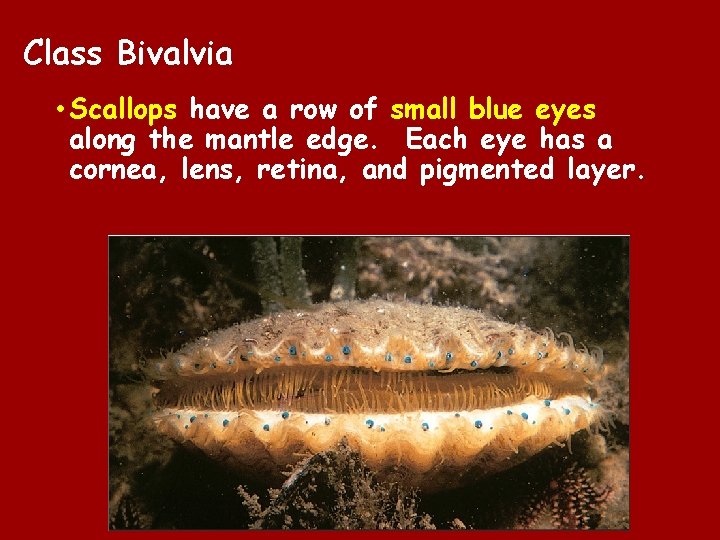 Class Bivalvia • Scallops have a row of small blue eyes along the mantle Class Bivalvia • Scallops have a row of small blue eyes along the mantle