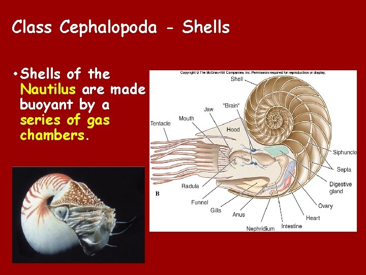 Class Cephalopoda - Shells • Shells of the Nautilus are made buoyant by a Class Cephalopoda - Shells • Shells of the Nautilus are made buoyant by a