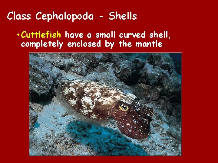 Class Cephalopoda - Shells • Cuttlefish have a small curved shell, completely enclosed by Class Cephalopoda - Shells • Cuttlefish have a small curved shell, completely enclosed by