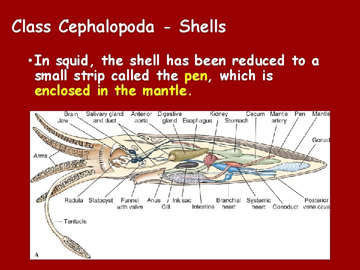 Class Cephalopoda - Shells • In squid, the shell has been reduced to a Class Cephalopoda - Shells • In squid, the shell has been reduced to a