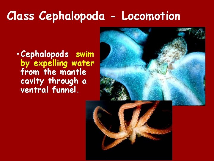 Class Cephalopoda - Locomotion • Cephalopods swim by expelling water from the mantle cavity Class Cephalopoda - Locomotion • Cephalopods swim by expelling water from the mantle cavity