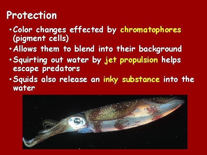 Protection • Color changes effected by chromatophores (pigment cells) • Allows them to blend Protection • Color changes effected by chromatophores (pigment cells) • Allows them to blend