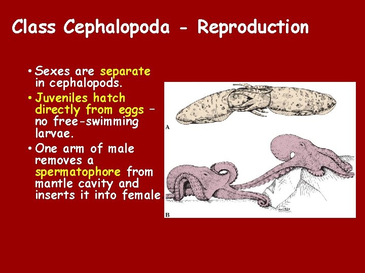 Class Cephalopoda - Reproduction • Sexes are separate in cephalopods. • Juveniles hatch directly Class Cephalopoda - Reproduction • Sexes are separate in cephalopods. • Juveniles hatch directly