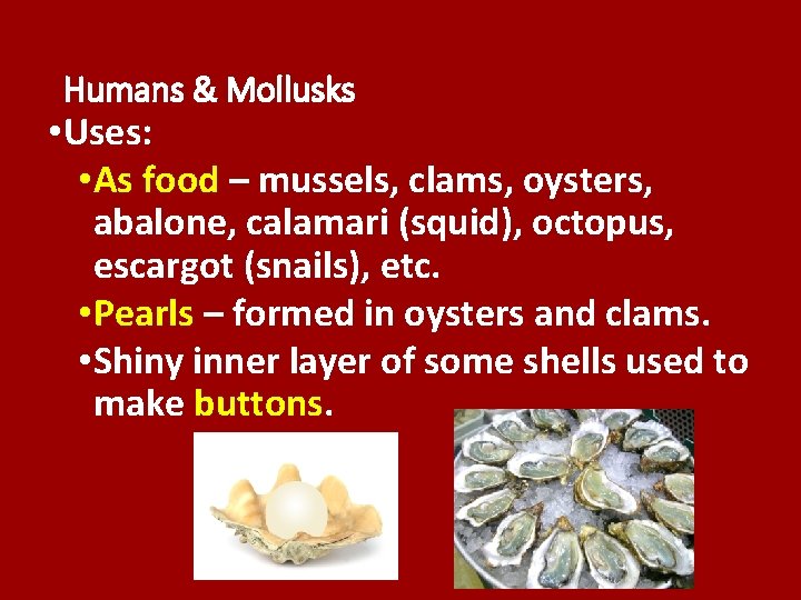 Humans & Mollusks • Uses: • As food – mussels, clams, oysters, abalone, calamari Humans & Mollusks • Uses: • As food – mussels, clams, oysters, abalone, calamari