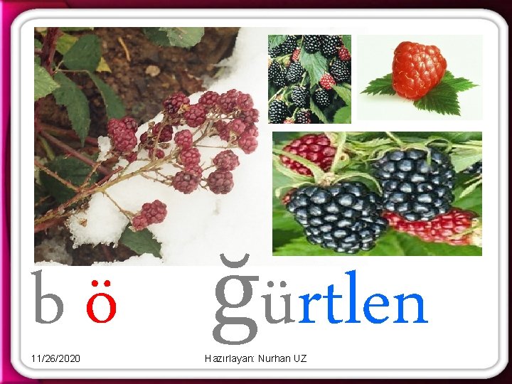b ö ğürtlen 11/26/2020 Hazırlayan: Nurhan UZ 