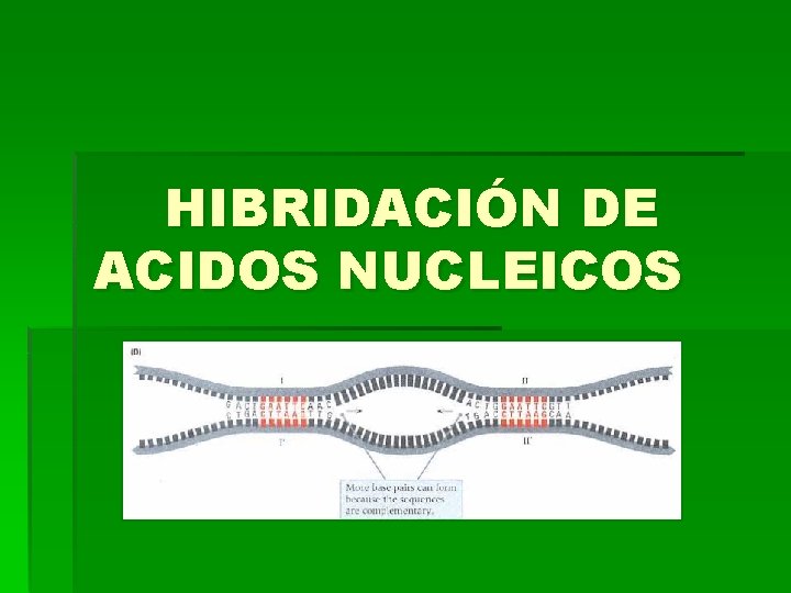 HIBRIDACIÓN DE ACIDOS NUCLEICOS 