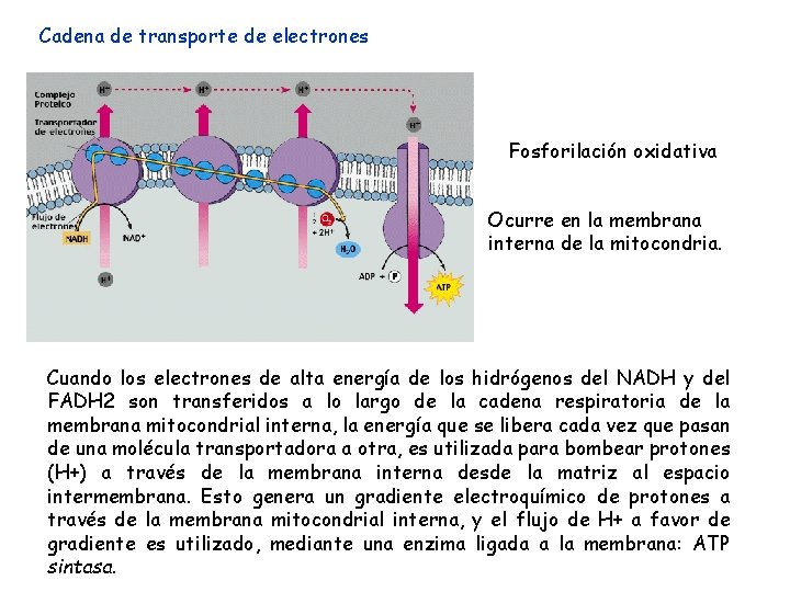 Cadena de transporte de electrones Fosforilación oxidativa Ocurre en la membrana interna de la