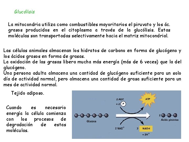 Glucólisis La mitocondria utiliza como combustibles mayoritarios el piruvato y los ác. grasos producidos