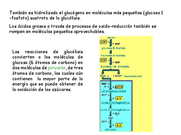 También es hidrolizado el glucógeno en moléculas más pequeñas (glucosa 1 -fosfato) sustrato de