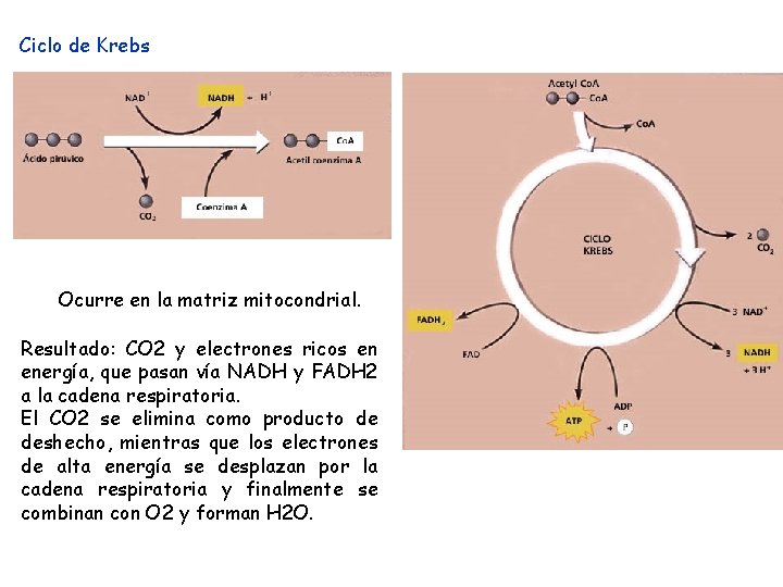 Ciclo de Krebs Ocurre en la matriz mitocondrial. Resultado: CO 2 y electrones ricos
