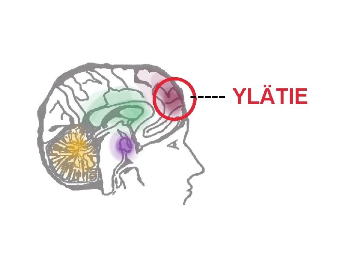 ----- YLÄTIE (Kuvaan ei ole oikeutta) 