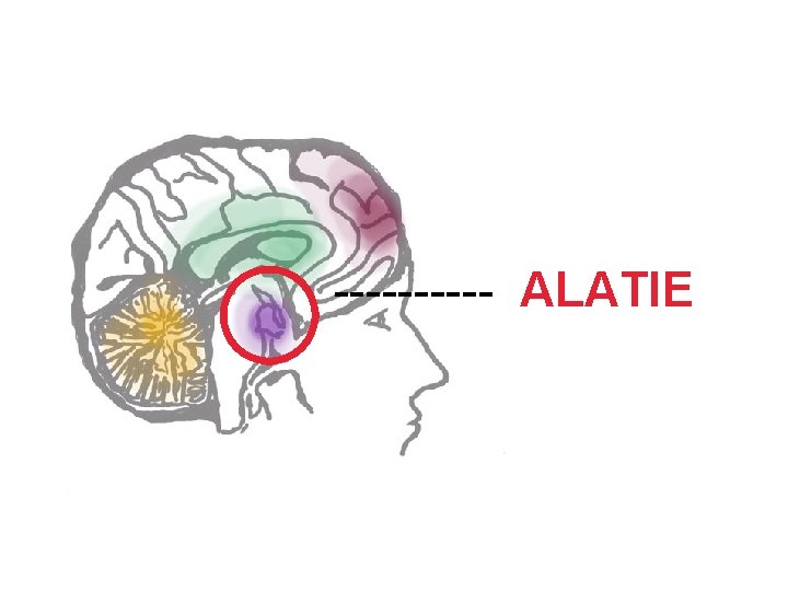 ----- ALATIE 