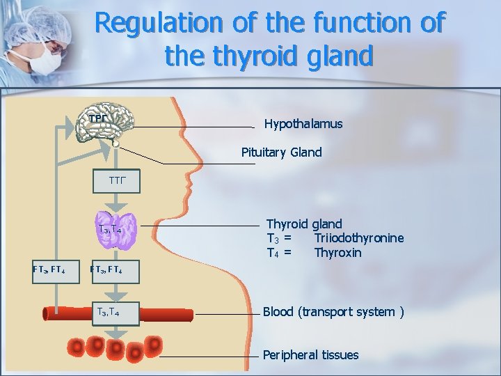 Regulation of the function of the thyroid gland ТРГ Hypothalamus Pituitary Gland ТТГ T Regulation of the function of the thyroid gland ТРГ Hypothalamus Pituitary Gland ТТГ T