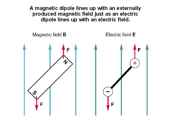 A magnetic dipole lines up with an externally produced magnetic field just as an