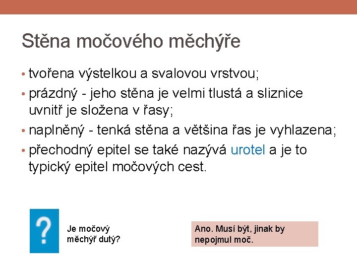 Stěna močového měchýře • tvořena výstelkou a svalovou vrstvou; • prázdný - jeho stěna