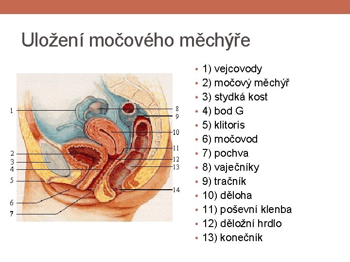 Uložení močového měchýře • 1) vejcovody • 2) močový měchýř • 3) stydká kost