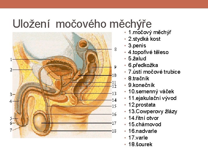 Uložení močového měchýře • • • • • 1. močový měchýř 2. stydká kost